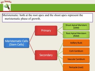 Meristematic: both at the root apex and the shoot apex represent the
meristematic phase of growth.
Meristematic Cells
(Stem Cells)
Primary
Shoot Apical Meristem
(SAM)
Root Apical Meristem
(RAM)
Secondary
Axillary Buds
Cork Cambium
Vascular Cambium
Pericycle (root)
 