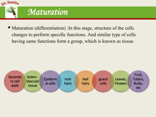 Maturation
 Maturation (differentiation) :In this stage, structure of the cells
changes to perform specific functions. And similar type of cells
having same functions form a group, which is known as tissue.
Seconda
ry cell
walls
Xylem -
Vascular
tissue
Epiderm
al cells
root
hairs
leaf
hairs
guard
cells
Leaves,
Flowers
Fruit,
Tubers,
Bulbs,
etc
 