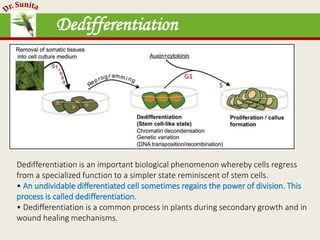 Dedifferentiation
Dedifferentiation is an important biological phenomenon whereby cells regress
from a specialized function to a simpler state reminiscent of stem cells.
• An undividable differentiated cell sometimes regains the power of division. This
process is called dedifferentiation.
• Dedifferentiation is a common process in plants during secondary growth and in
wound healing mechanisms.
 
