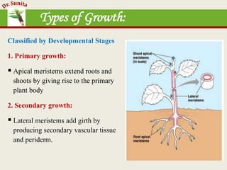 Types of Growth:
Classified by Developmental Stages
1. Primary growth:
 Apical meristems extend roots and
shoots by giving rise to the primary
plant body
2. Secondary growth:
 Lateral meristems add girth by
producing secondary vascular tissue
and periderm.
 