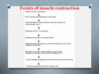 Events of muscle contraction
 
