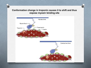 Conformation change in troponin causes it to shift and thus
expose myosin binding site
 