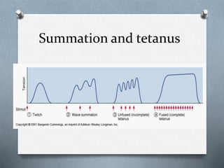 Summation and tetanus
 