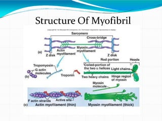Structure Of Myofibril
 