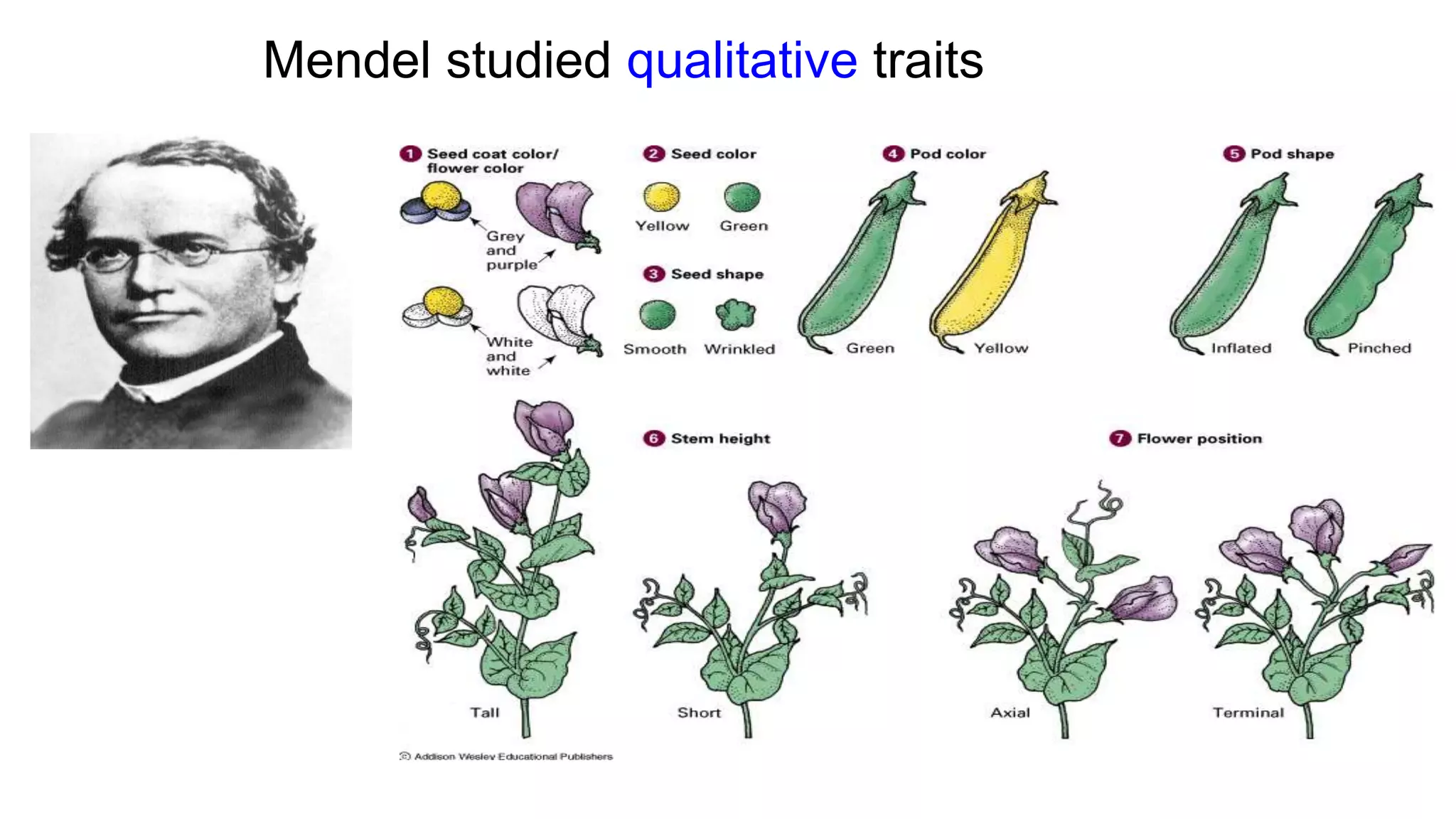 Mendel studied qualitative traits
 
