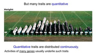 But many traits are quantitative
Quantitative traits are distributed continuously.
Activities of many genes usually underlie such traits
 