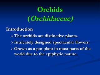 14. Orchid.ppt