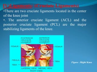 IV)Ligaments: (Cruciate Ligaments)
•There are two cruciate ligaments located in the center
of the knee joint
•. The anterior cruciate ligament (ACL) and the
posterior cruciate ligament (PCL) are the major
stabilizing ligaments of the knee.
Figure : Right Knee
 