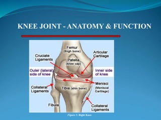 KNEE JOINT - ANATOMY & FUNCTION
Figure 1: Right Knee
 