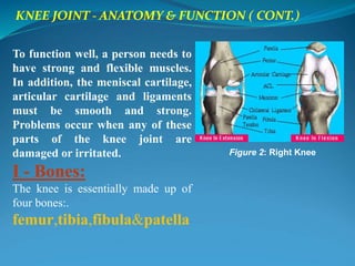 KNEE JOINT - ANATOMY & FUNCTION ( CONT.)
To function well, a person needs to
have strong and flexible muscles.
In addition, the meniscal cartilage,
articular cartilage and ligaments
must be smooth and strong.
Problems occur when any of these
parts of the knee joint are
damaged or irritated.
I - Bones:
The knee is essentially made up of
four bones:.
femur,tibia,fibula&patella
Figure 2: Right Knee
 