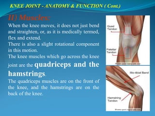 II) Muscles:
When the knee moves, it does not just bend
and straighten, or, as it is medically termed,
flex and extend.
There is also a slight rotational component
in this motion.
The knee muscles which go across the knee
joint are the quadriceps and the
hamstrings.
The quadriceps muscles are on the front of
the knee, and the hamstrings are on the
back of the knee.
KNEE JOINT - ANATOMY & FUNCTION ( Cont.)
 