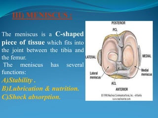 III) MENISCUS :
The meniscus is a C-shaped
piece of tissue which fits into
the joint between the tibia and
the femur.
The meniscus has several
functions:
A)Stability .
B)Lubrication & nutrition.
C)Shock absorption.
 