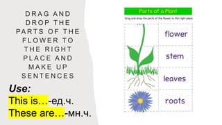 5 grade Plants 1.pptx