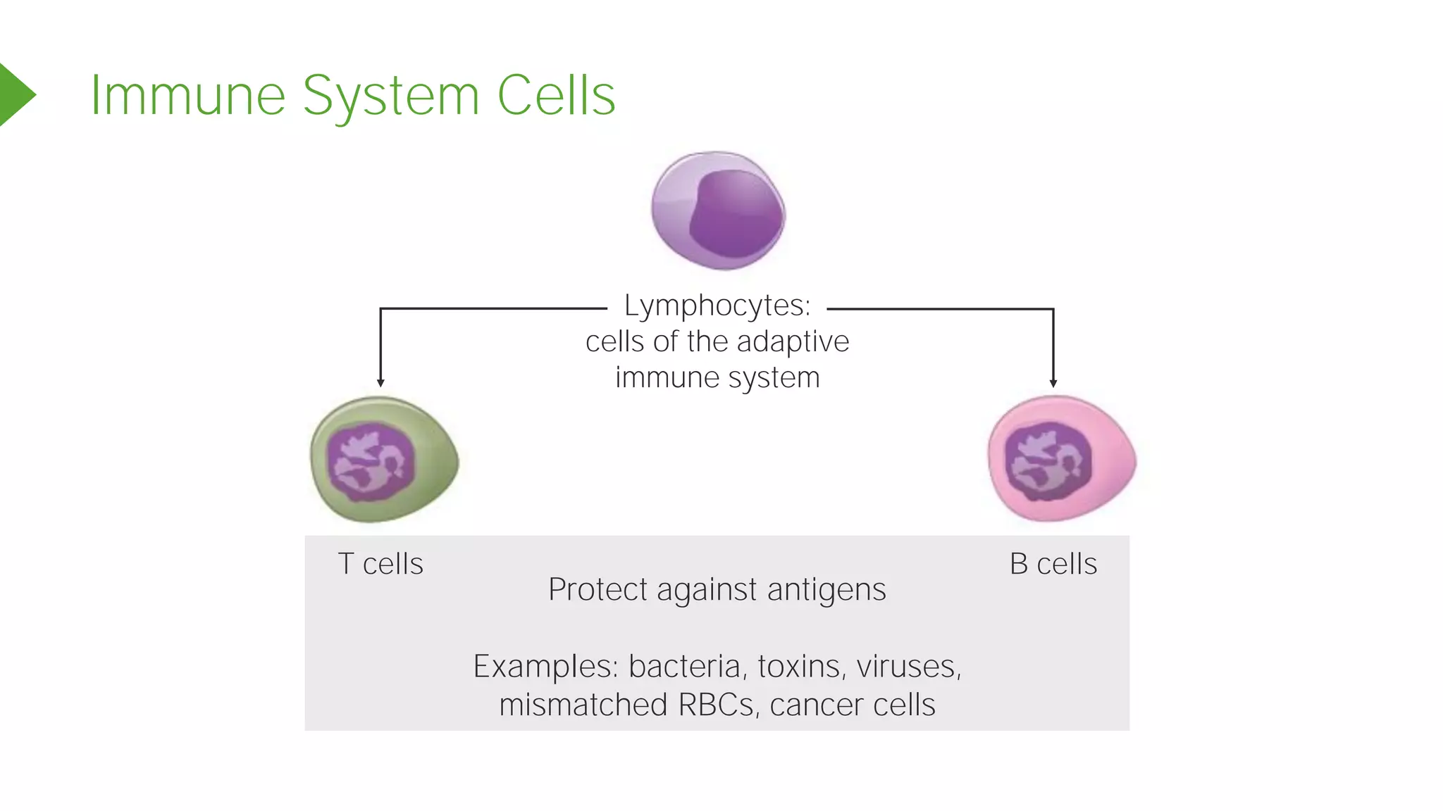 Protect against antigens
Examples: bacteria, toxins, viruses,
mismatched RBCs, cancer cells
Immune System Cells
Lymphocytes:
cells of the adaptive
immune system
T cells B cells
 