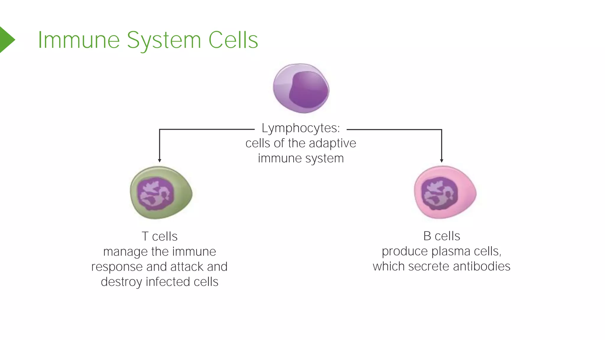 Immune System Cells
Lymphocytes:
cells of the adaptive
immune system
B cells
produce plasma cells,
which secrete antibodies
T cells
manage the immune
response and attack and
destroy infected cells
 