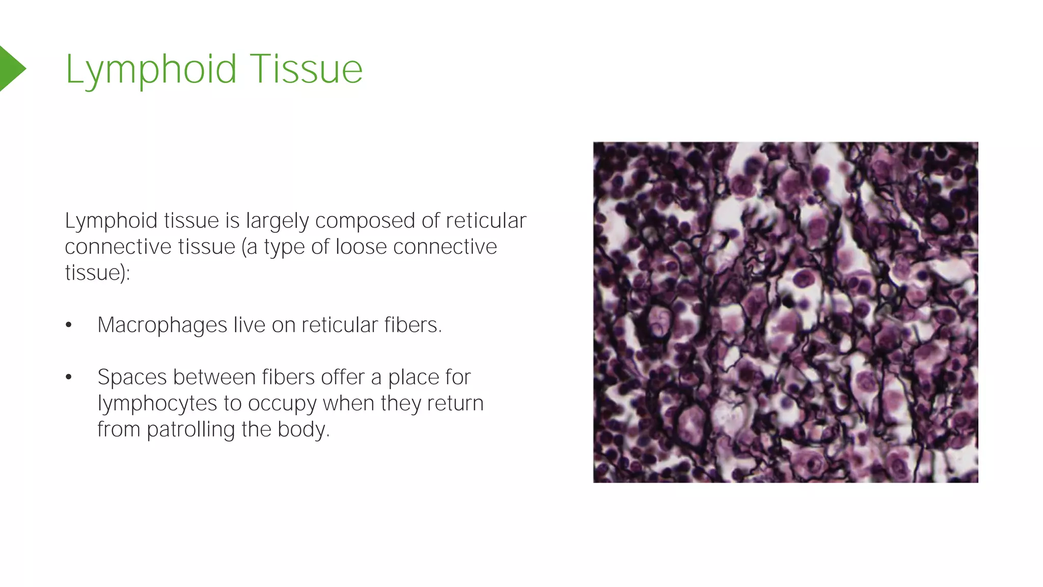Lymphoid Tissue
Lymphoid tissue is largely composed of reticular
connective tissue (a type of loose connective
tissue):
• Macrophages live on reticular fibers.
• Spaces between fibers offer a place for
lymphocytes to occupy when they return
from patrolling the body.
 