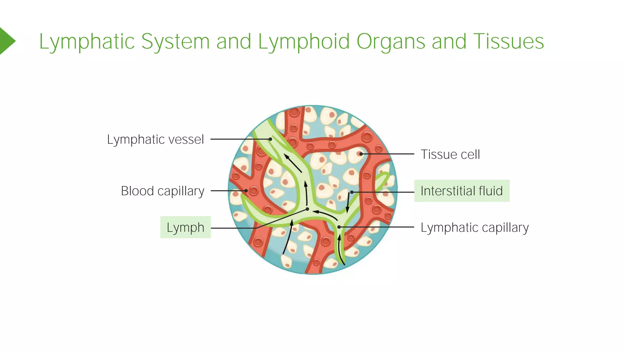 Blood capillary
Tissue cell
Interstitial fluid
Lymphatic capillary
Lymphatic vessel
Lymph
Lymphatic System and Lymphoid Organs and Tissues
 