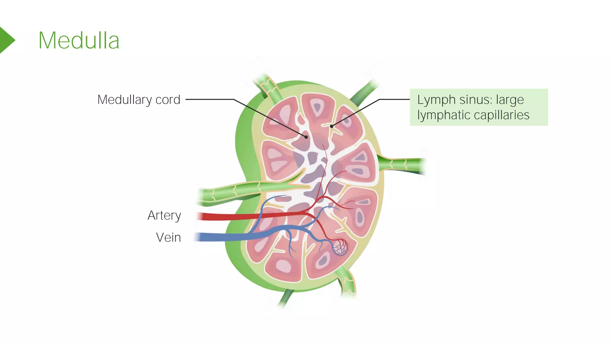 Medulla
Lymph sinus: large
lymphatic capillaries
Medullary cord
Artery
Vein
 