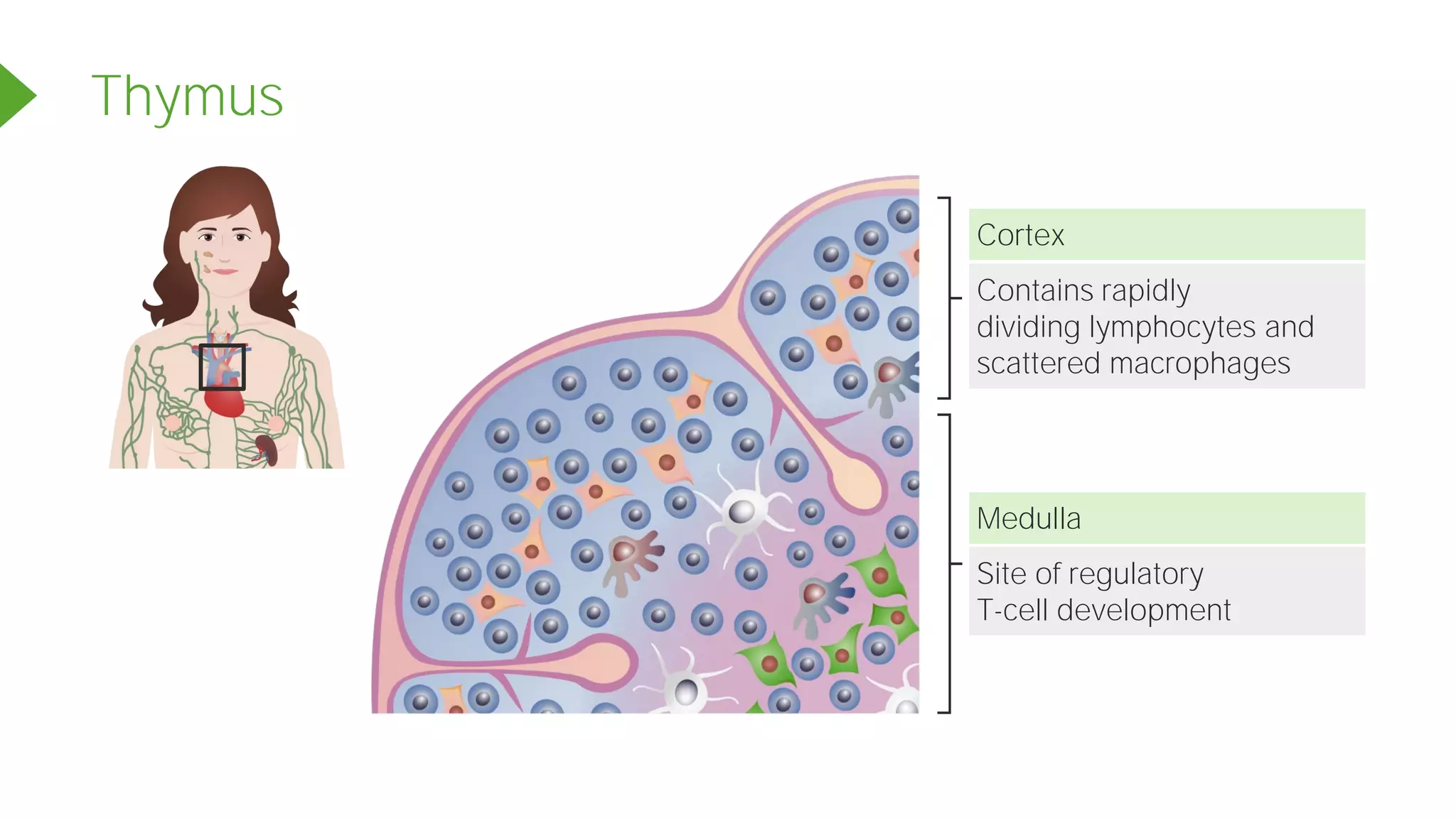 Thymus
Contains rapidly
dividing lymphocytes and
scattered macrophages
Cortex
Site of regulatory
T-cell development
Medulla
 