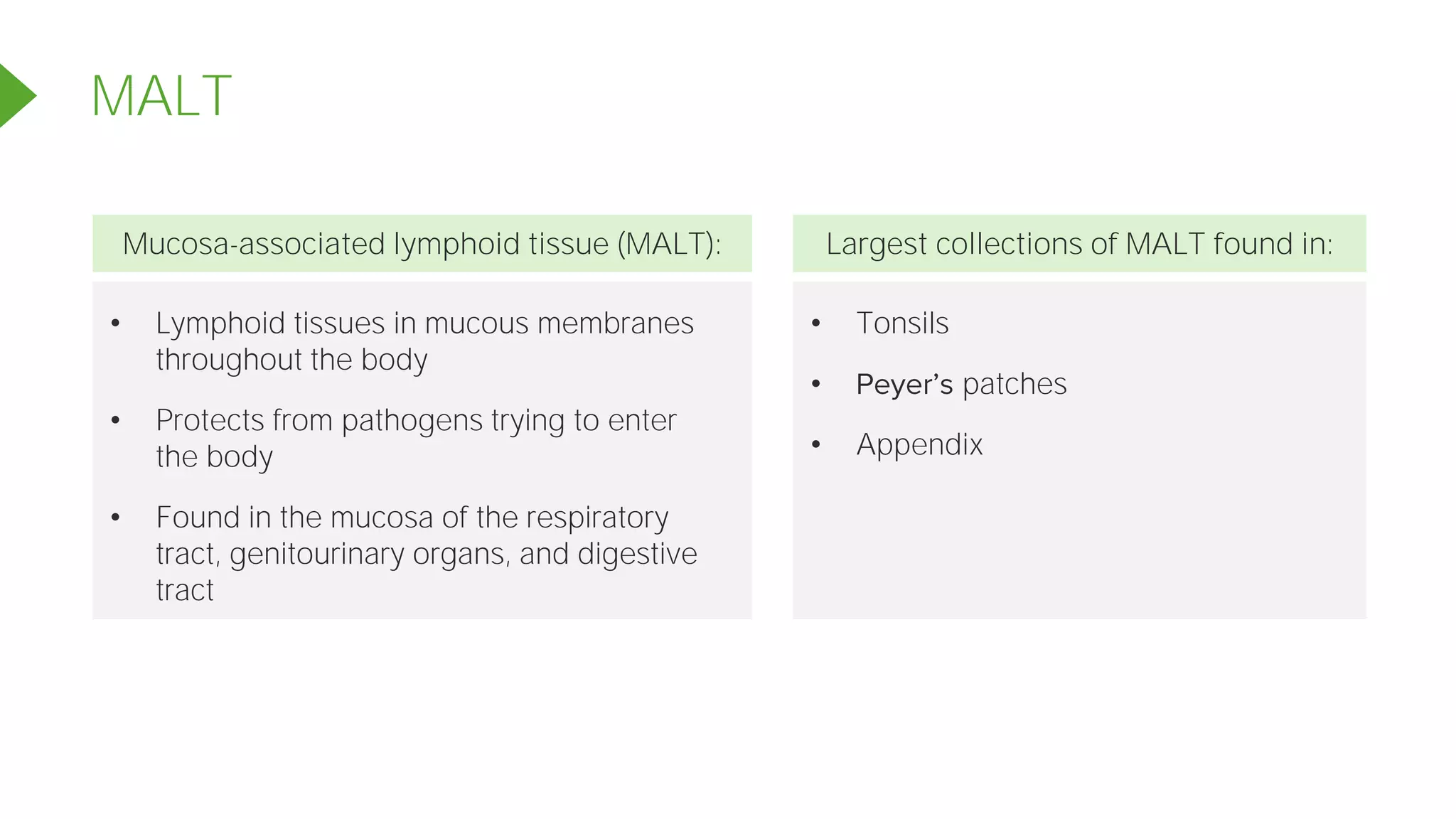 • Lymphoid tissues in mucous membranes
throughout the body
• Protects from pathogens trying to enter
the body
• Found in the mucosa of the respiratory
tract, genitourinary organs, and digestive
tract
• Tonsils
• patches
• Appendix
Mucosa-associated lymphoid tissue (MALT): Largest collections of MALT found in:
MALT
 