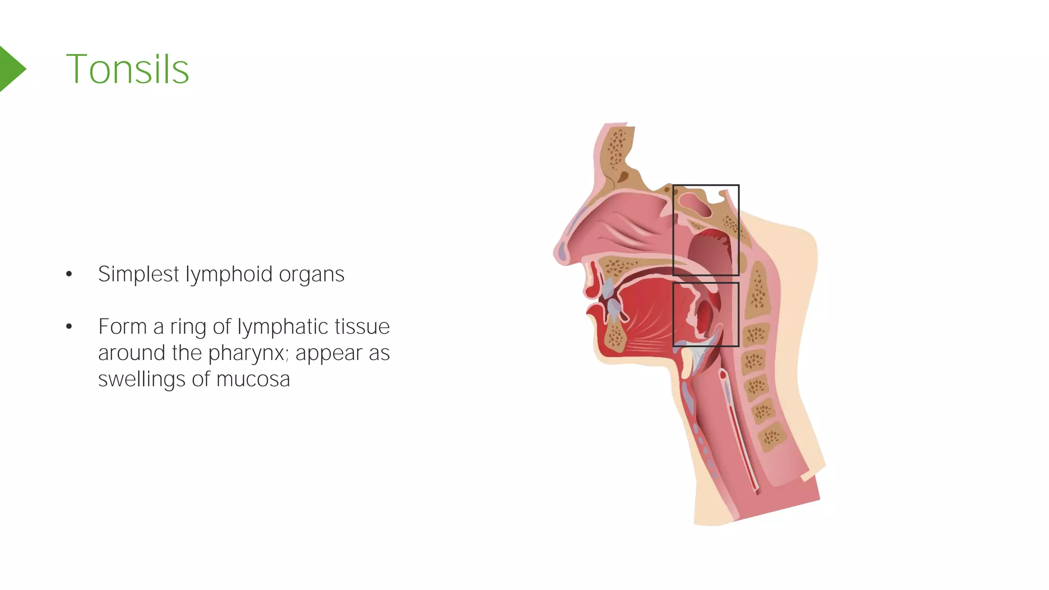 • Simplest lymphoid organs
• Form a ring of lymphatic tissue
around the pharynx; appear as
swellings of mucosa
Tonsils
 