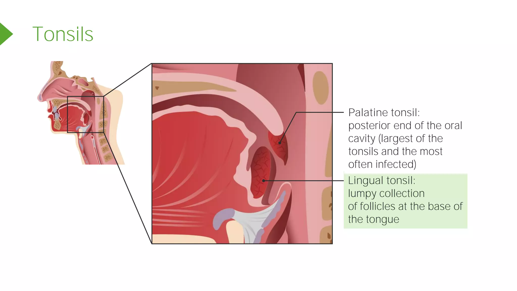 Tonsils
Lingual tonsil:
lumpy collection
of follicles at the base of
the tongue
Palatine tonsil:
posterior end of the oral
cavity (largest of the
tonsils and the most
often infected)
 