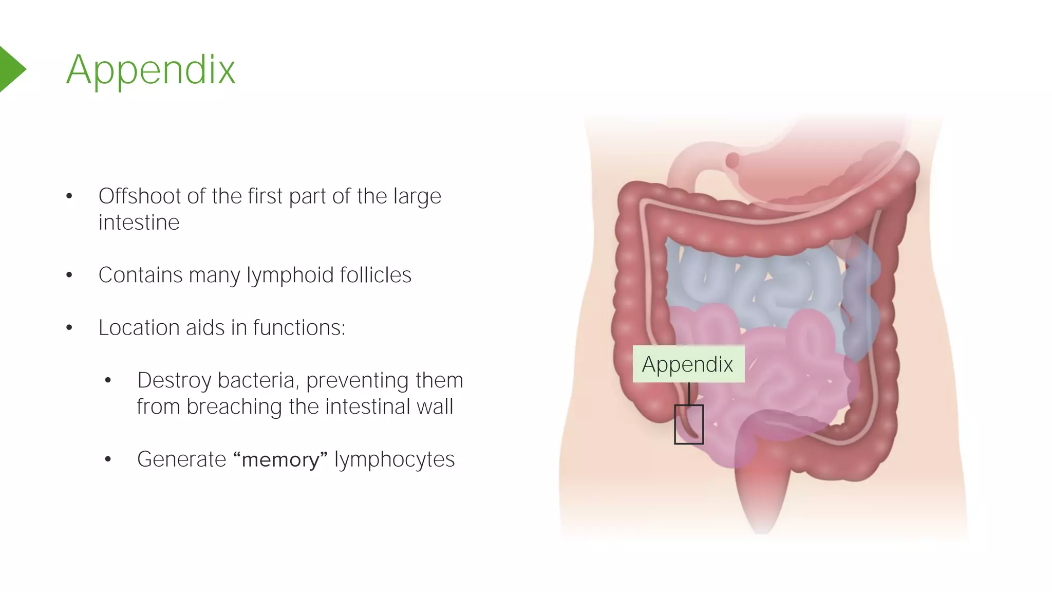 Appendix
Appendix
• Offshoot of the first part of the large
intestine
• Contains many lymphoid follicles
• Location aids in functions:
• Destroy bacteria, preventing them
from breaching the intestinal wall
• Generate lymphocytes
 