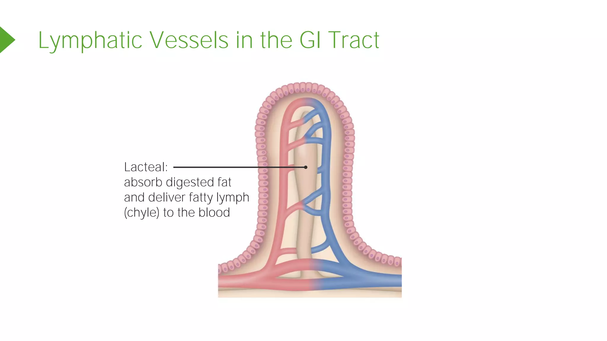 Lymphatic Vessels in the GI Tract
Lacteal:
absorb digested fat
and deliver fatty lymph
(chyle) to the blood
 