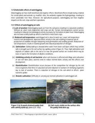 ______________________________________________________________________________
Prof’s Notes Vol. 1 – Waterlogging in Agricultural Lands; causes, effects 5
1.4 Undesirable effects of waterlogging
Waterlogging can have both beneficial and negative effects. Beneficial effects include being a habitat
for certain plants and animals e.g. mudfish. Also, the wetlands regulate the hydrogeology, resulting in
more sustainable river flow. However, for agricultural purposes, waterlogging can have negative
impacts on the soil, crops and farm operations.
1.4.1 Effects of waterlogging on soils
(i) Lack of aeration: Waterlogging expels air from the soil pores resulting in a saturated condition.
Without air, plant roots degenerate and crops can die. Certain microorganisms cannot survive
resulting in reduced microbiological activity necessary for formation of plant food. Waterlogging
also increases acidity build up which is harmful to most food crops.
(ii) Reduced soil temperature: waterlogged soil is slow to warm up. Lower soil temperature
restricts root development, depresses biotic activity in the soil resulting in lowered rate of
production of available nitrogen hampering seed germination and seedling growth. Reduction of
soil temperatures; results in stunted growth and reduced production of nitrogen.
(iii) Salinization: Salinity build up is increased when water from lower soil layers which may contain
salts is brought up to the soil surface by capillary action (Figure 5). Thus, high salinization and
deposits of sodium salts in the soil at or near the ground surface are created which may be
toxic or lead to the formation of alkaline conditions.
(iv) Inhibiting activity of soil bacteria: when soil structure is affected and tillage and cultivation
of wet soil takes place, bacteria tend to reduce normal biotic activity and this affects root
development.
(v) Denitrification: Denitrification occurs because of the competition for nitrogen by the soil
micro-organisms that thrive in saturated soil and reduction in numbers of nitrifying organisms
due to lack of aeration. There is reduction of nitrogen in the soil which in affects plant
nutrients uptake
(vi) Retards cultivation: Difficulty in carrying out normal cultivation in waterlogged soil.
Figure 5 (a) A poorly drained paddy field
with salinity build up (photos by B. Mati)
(b) Salt crusts visible on the surface after
the paddy field dries up.
 