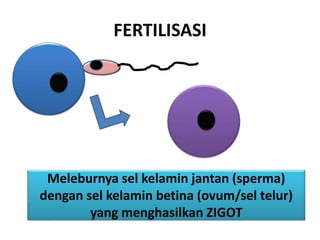 FERTILISASI
Meleburnya sel kelamin jantan (sperma)
dengan sel kelamin betina (ovum/sel telur)
yang menghasilkan ZIGOT
 