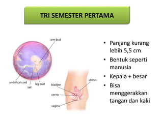 • Panjang kurang
lebih 5,5 cm
• Bentuk seperti
manusia
• Kepala + besar
• Bisa
menggerakkan
tangan dan kaki
TRI SEMESTER PERTAMA
 
