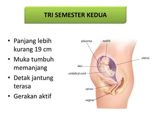 • Panjang lebih
kurang 19 cm
• Muka tumbuh
memanjang
• Detak jantung
terasa
• Gerakan aktif
TRI SEMESTER KEDUA
 