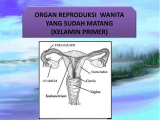 ORGAN REPRODUKSI WANITA
YANG SUDAH MATANG
(KELAMIN PRIMER)
 