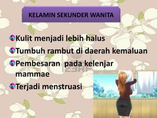 Kulit menjadi lebih halus
Tumbuh rambut di daerah kemaluan
Pembesaran pada kelenjar
mammae
Terjadi menstruasi
KELAMIN SEKUNDER WANITA
 