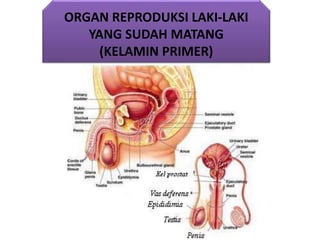 ORGAN REPRODUKSI LAKI-LAKI
YANG SUDAH MATANG
(KELAMIN PRIMER)
 