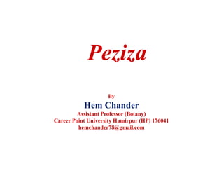 Peziza
By
Hem Chander
Assistant Professor (Botany)
Career Point University Hamirpur (HP) 176041
hemchander78@gmail.com
 
