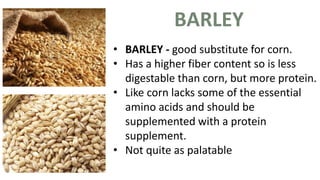 BARLEY
• BARLEY - good substitute for corn.
• Has a higher fiber content so is less
digestable than corn, but more protein.
• Like corn lacks some of the essential
amino acids and should be
supplemented with a protein
supplement.
• Not quite as palatable
 