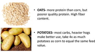 • OATS- more protein than corn, but
poorer quality protein. High fiber
content.
• POTATOES- most carbs, heavier hogs
make better use, take 4x as much
potatoes as corn to equal the same feed
value.
 