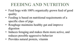 FEEDING AND NUTRITION
• Feed hogs with 100% organically grown feed of good
quality
• Feeding is based on nutritional requirements of a
specific class of pigs
• Roughage maintains healthy gut and improve
digestion
• Induces foraging and makes them more active, and
reduces possible aggressive behavior
• Provides natural protein, vitamin
 