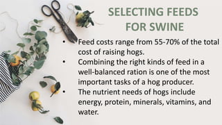 SELECTING FEEDS
FOR SWINE
• Feed costs range from 55-70% of the total
cost of raising hogs.
• Combining the right kinds of feed in a
well-balanced ration is one of the most
important tasks of a hog producer.
• The nutrient needs of hogs include
energy, protein, minerals, vitamins, and
water.
 