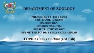 DEPARTMENT OF ZOOLOGY
PRESENTED BY: Um-e-Farwa
UOC-BSZOL-F2020/014
BS-ZOOLOGY
SESSION 2020 – 2024
SUBJECT: ICTHYOLOGY
SUBMITTED TO: DR. SYEDA NADIA AHMAD
TOPIC: Gadus morhua (cod fish)
 