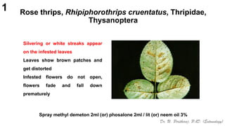 Distorted Rose Pests of Rose_Identification_IPM_Dr.UPR.pdf