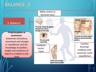3
.
BALANCE
3. Balance
Proprioception or
awareness:
Awareness of posture,
movement and changes
in equilibrium and the
knowledge of position,
weight and resistance of
objects in relation to the
body
-vestibulo-
ocular
input
Cochlea
(hearing)
vestibule amd
semicular canal
(equilibrium
Reflex centers in
the brain stem
18
 