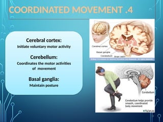 4
.
COORDINATED MOVEMENT
Cerebral cortex:
Initiate voluntary motor activity
Cerebellum:
Coordinates the motor activities
of movement
Basal ganglia:
Maintain posture
19
 