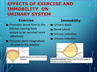 EFFECTS OF EXERCISE AND
IMMOBILITY ON
URINARY SYSTEM
25
Exercise
▪ Promotes blood flow to the
kidneys causing body
wastes to be excreted more
effectively
▪ Prevents stasis (stagnation)
of urine in the bladder
Immobility
▪ Urinary stasis
▪ Renal calculi
▪ Urinary retention
▪ Urinary infection
 