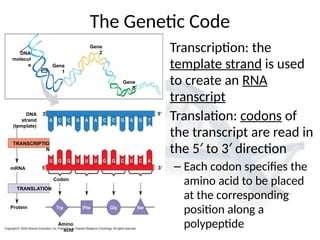 Gene Code Trancription Example 14. transcription and translation slideshow | PPTX