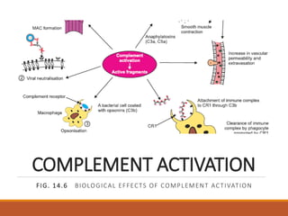 14.Antigensantibodiesandthecomplementsystem.pptx