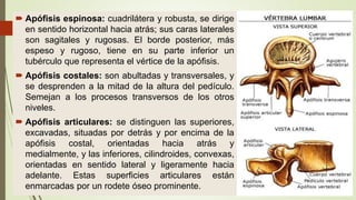 Borde Rugoso 14. columna.pdf anatomia de la columna vertebral | PDF
