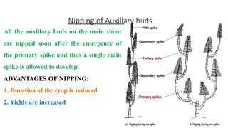 Nipping of Auxillary buds
All the auxillary buds on the main shoot
are nipped soon after the emergence of
the primary spike and thus a single main
spike is allowed to develop.
ADVANTAGES OF NIPPING:
1. Duration of the crop is reduced
2. Yields are increased
 