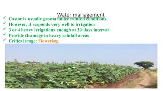 Water management
 Castor is usually grown under rainfed conditions.
 However, it responds very well to irrigation
 3 or 4 heavy irrigations enough at 20 days interval
 Provide drainage in heavy rainfall areas
 Critical stage: Flowering
 